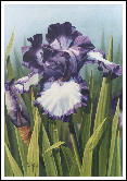 Cozy Calico Iris