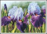 Evening Frolic Iris