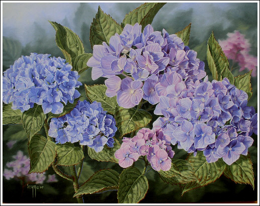 Hydrangea  oil painting by Judy Sleight