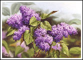 Lilacs