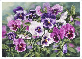 Pink Pansies