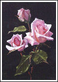 Pink Rosebuds