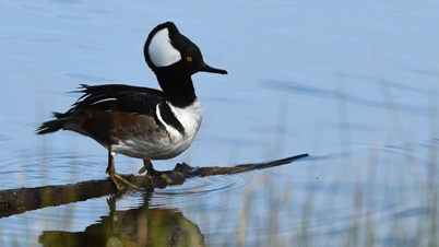 Hooded Merganser duck