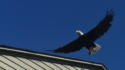 Bald Eagle at Camp Casey