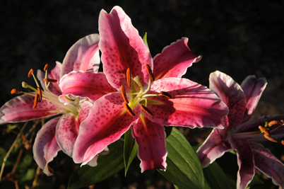 Stargazer Lily