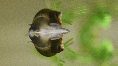 Mystery Snail